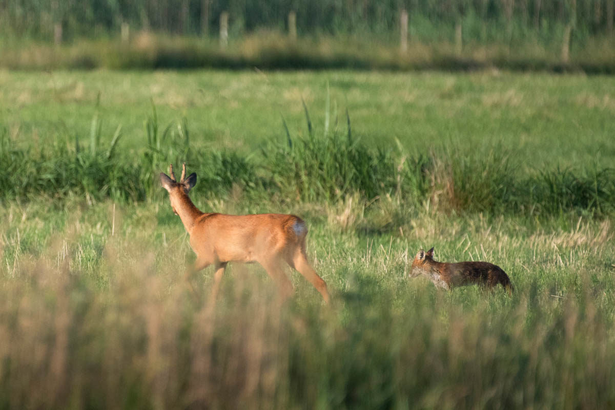 Kozioł (Capreolus capreolus) & Lis (Vulpes vulpes)