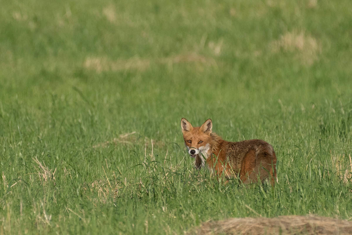 Lis (Vulpes vulpes)