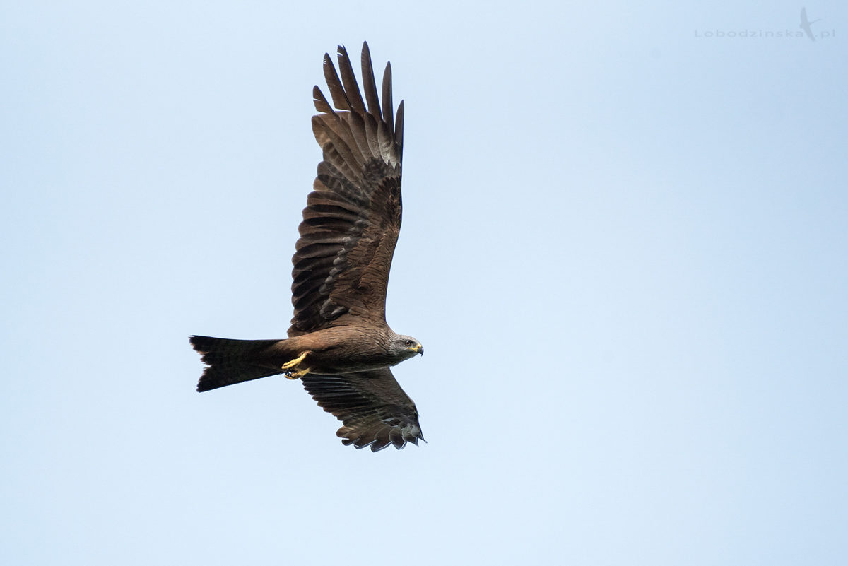 Kania czarna (Milvus migrans)