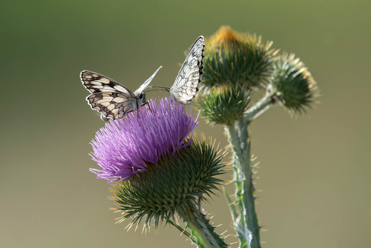 Polowiec szachownica (Melanargia galathea)