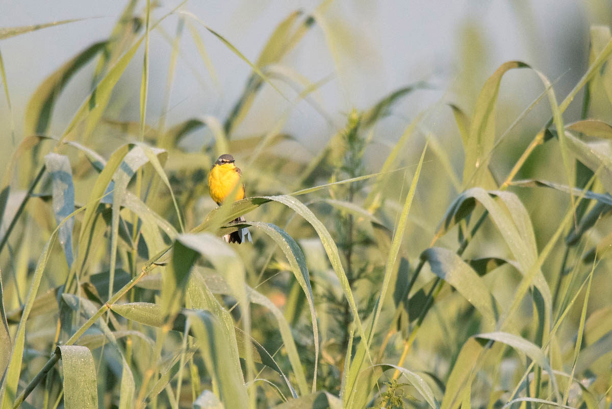 Pliszka żółta (Motacilla flava)