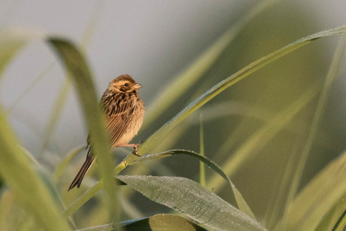 Potrzos (Emberiza schoeniclus)