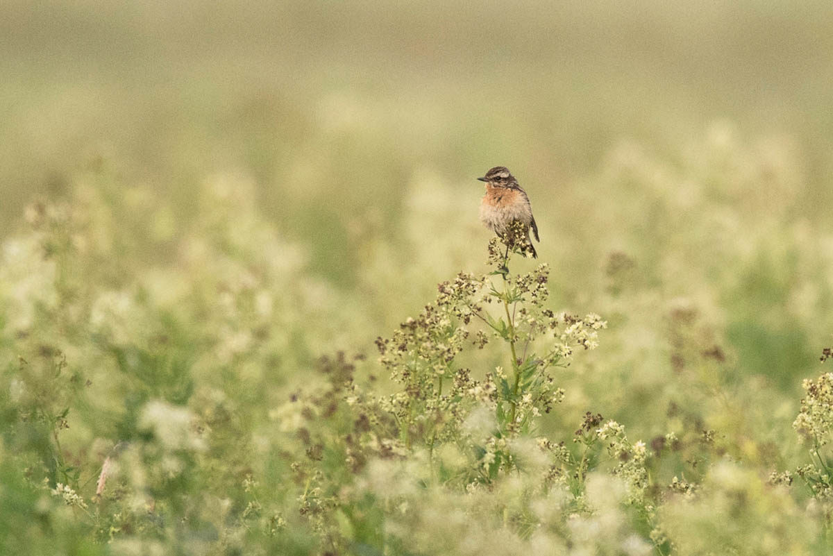 Pokląskwa (Saxicola rubetra)