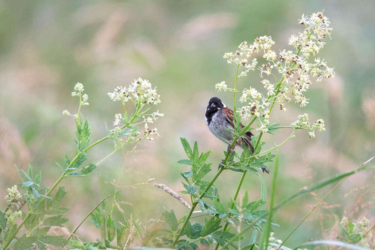 Potrzos (Emberiza schoeniclus)