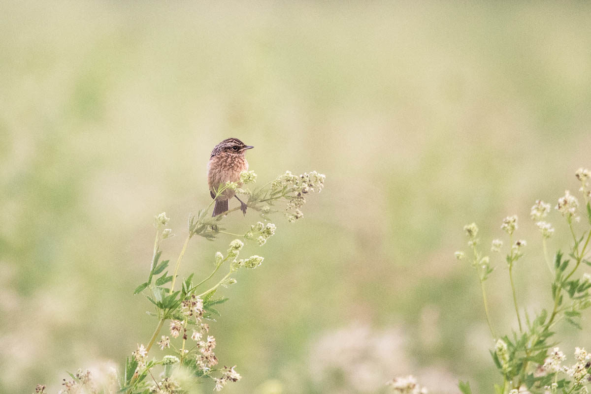 Pokląskwa (Saxicola rubetra)