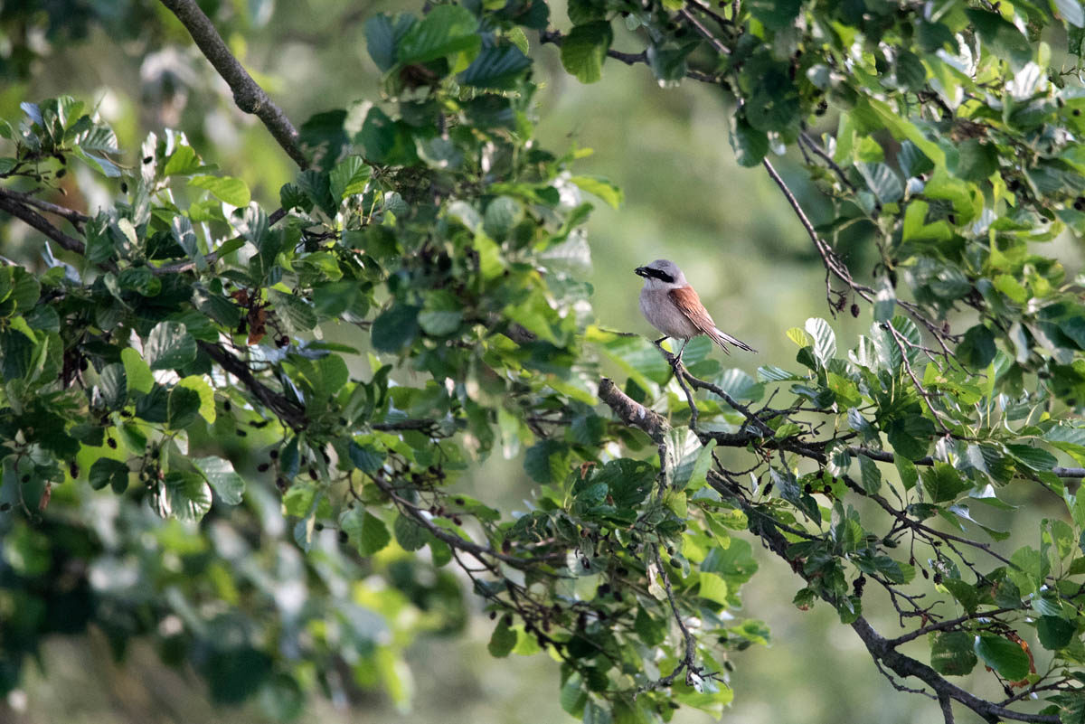 Gąsiorek (Lanius collurio)