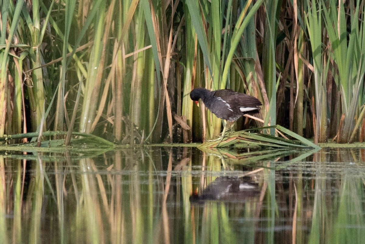 Kokoszka (Gallinula chloropus)