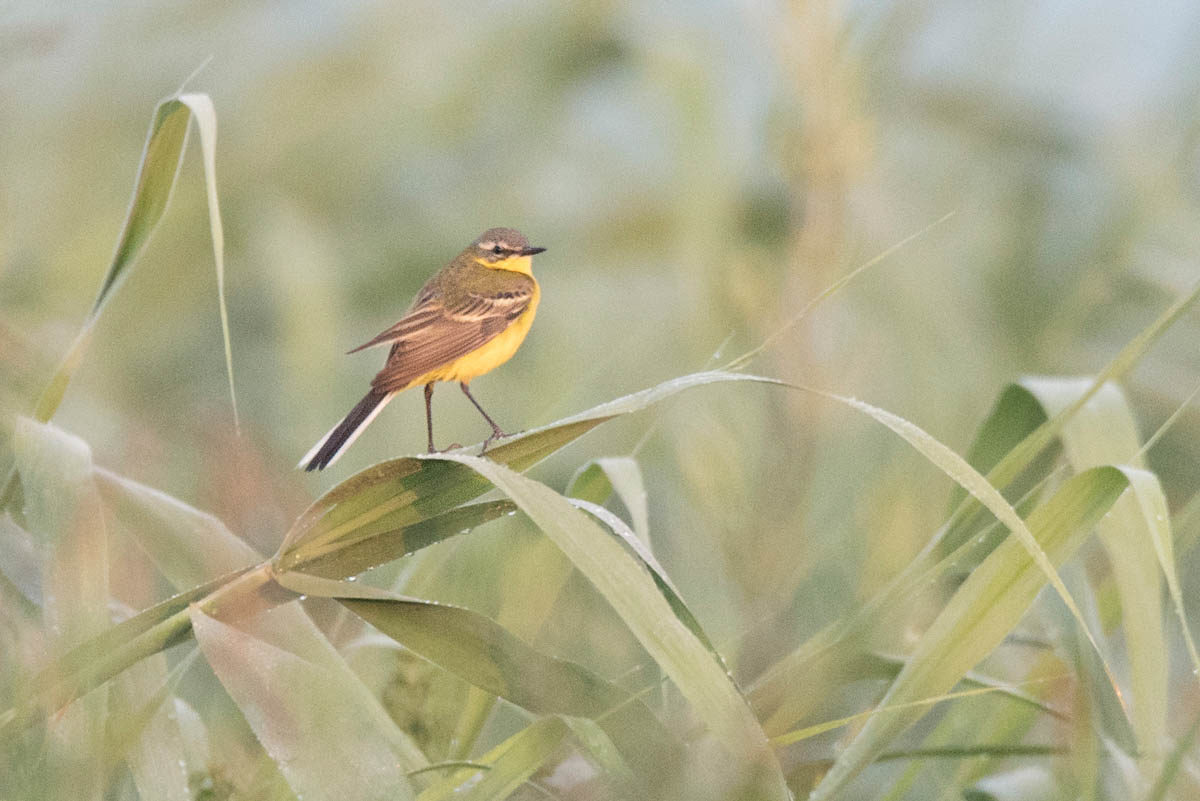 Pliszka żółta (Motacilla flava)