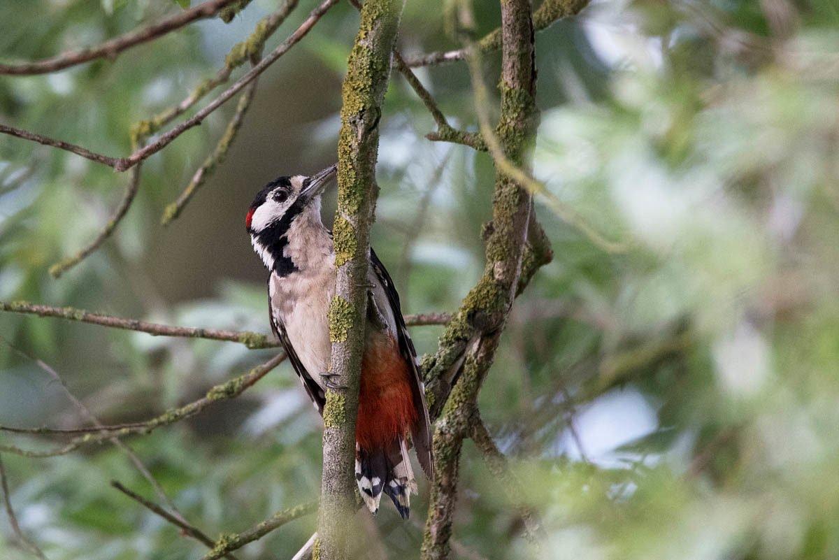 Dzięcioł duży (Dendrocopos major)