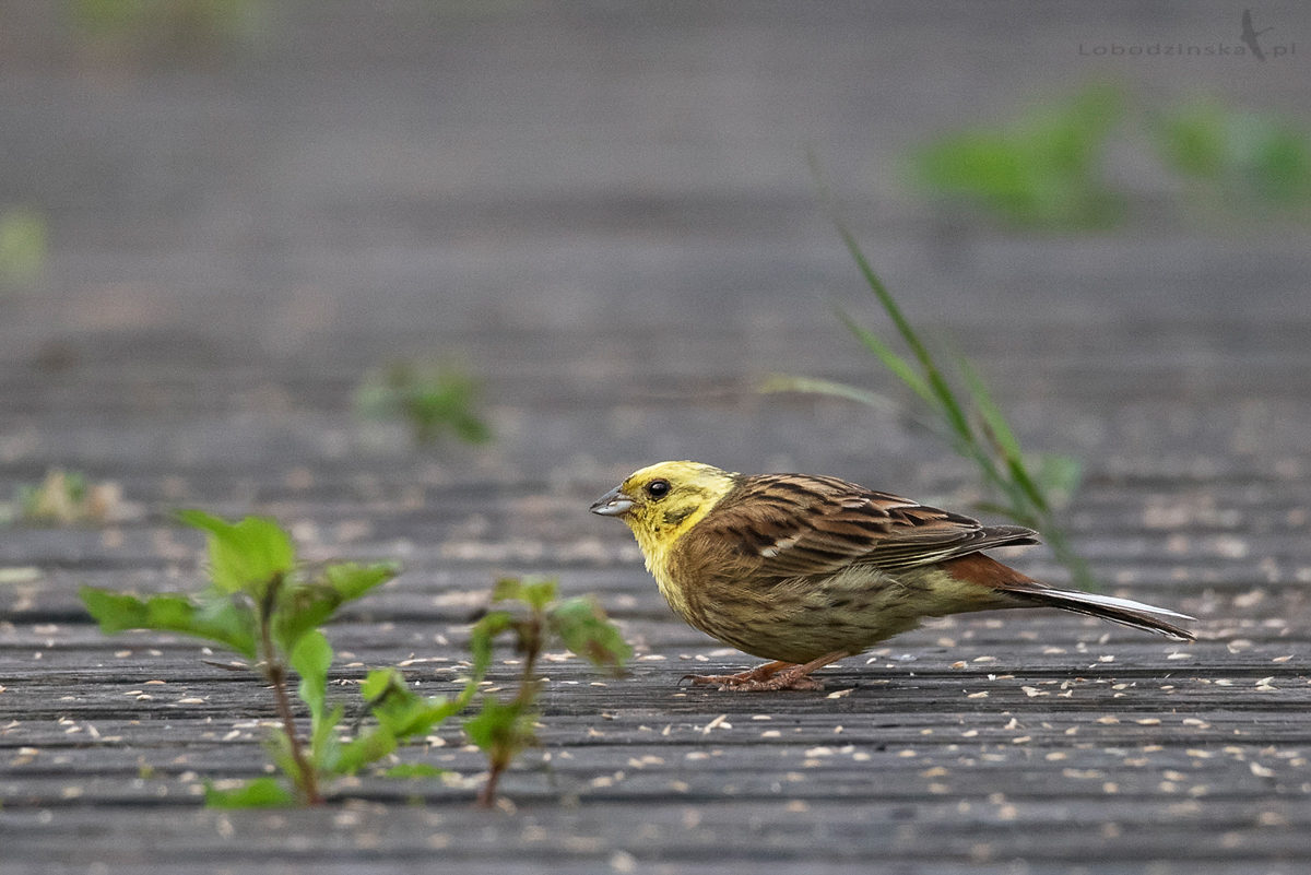 Trznadel (Emberiza citrinella)