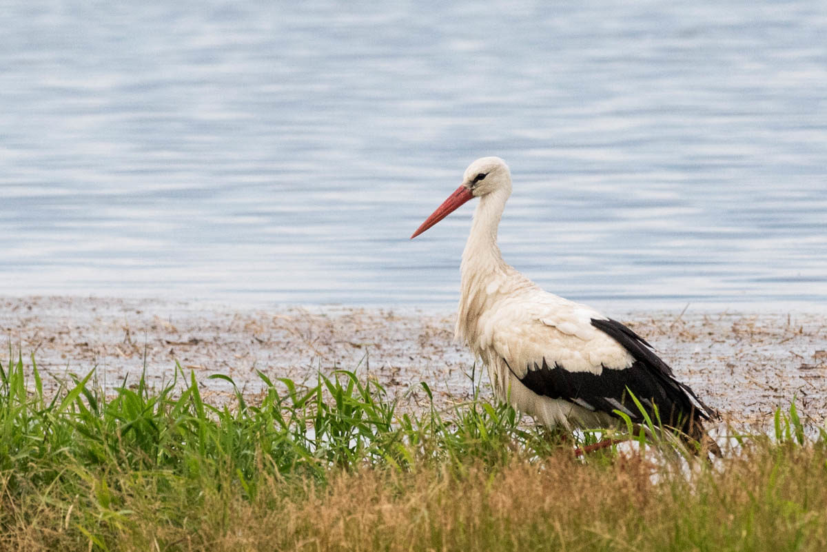 Bocian biały (Ciconia ciconia)