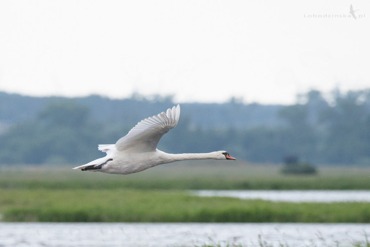 Łabędź niemy (Cygnus olor)