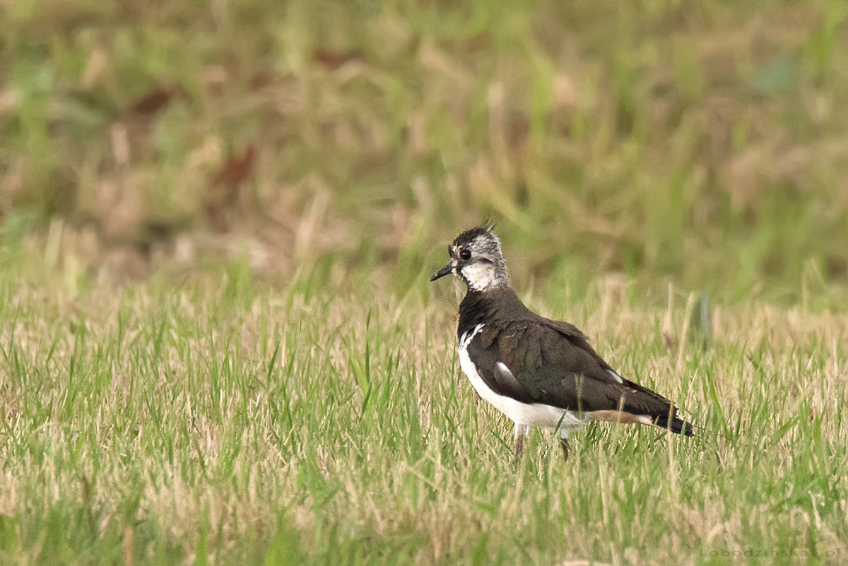 Czajka (Vanellus vanellus)