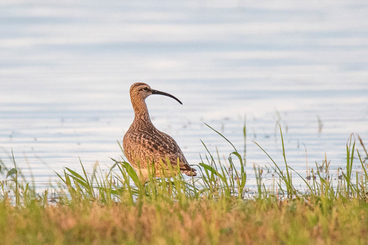 Kulik mniejszy (Numenius phaeopus)