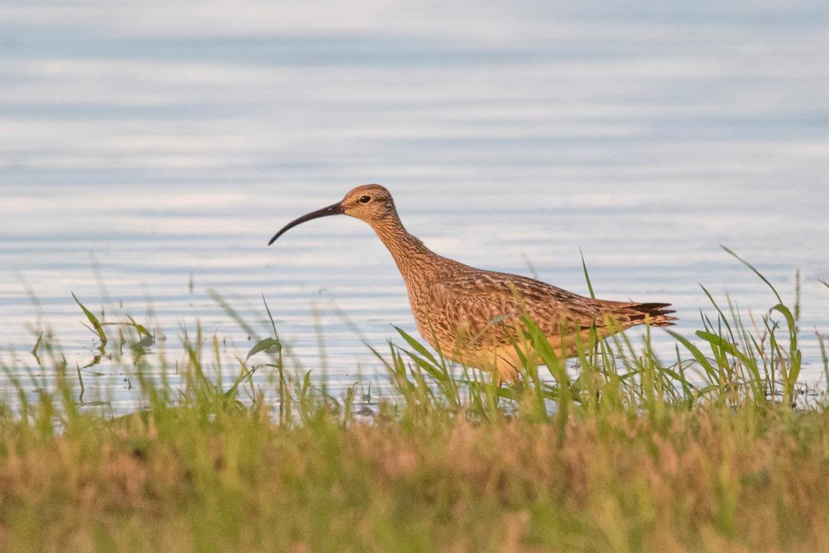 Kulik mniejszy (Numenius phaeopus)