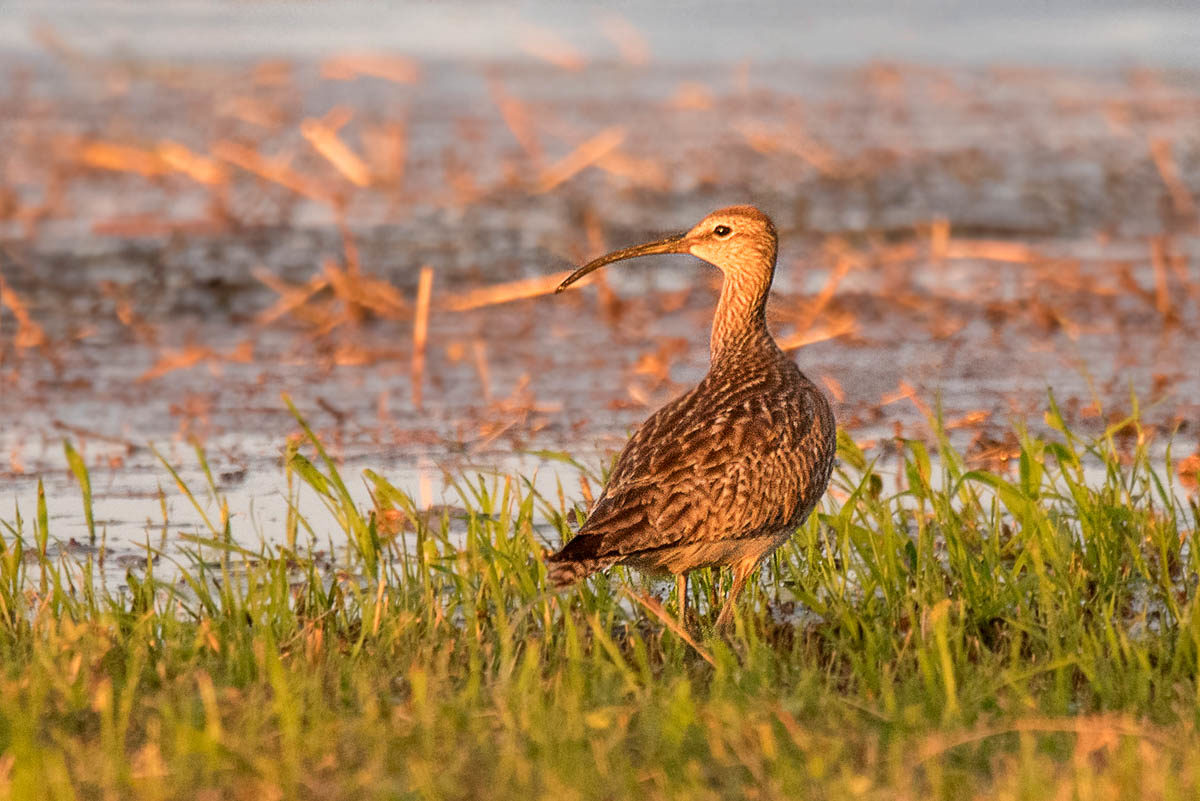 Kulik mniejszy (Numenius phaeopus)