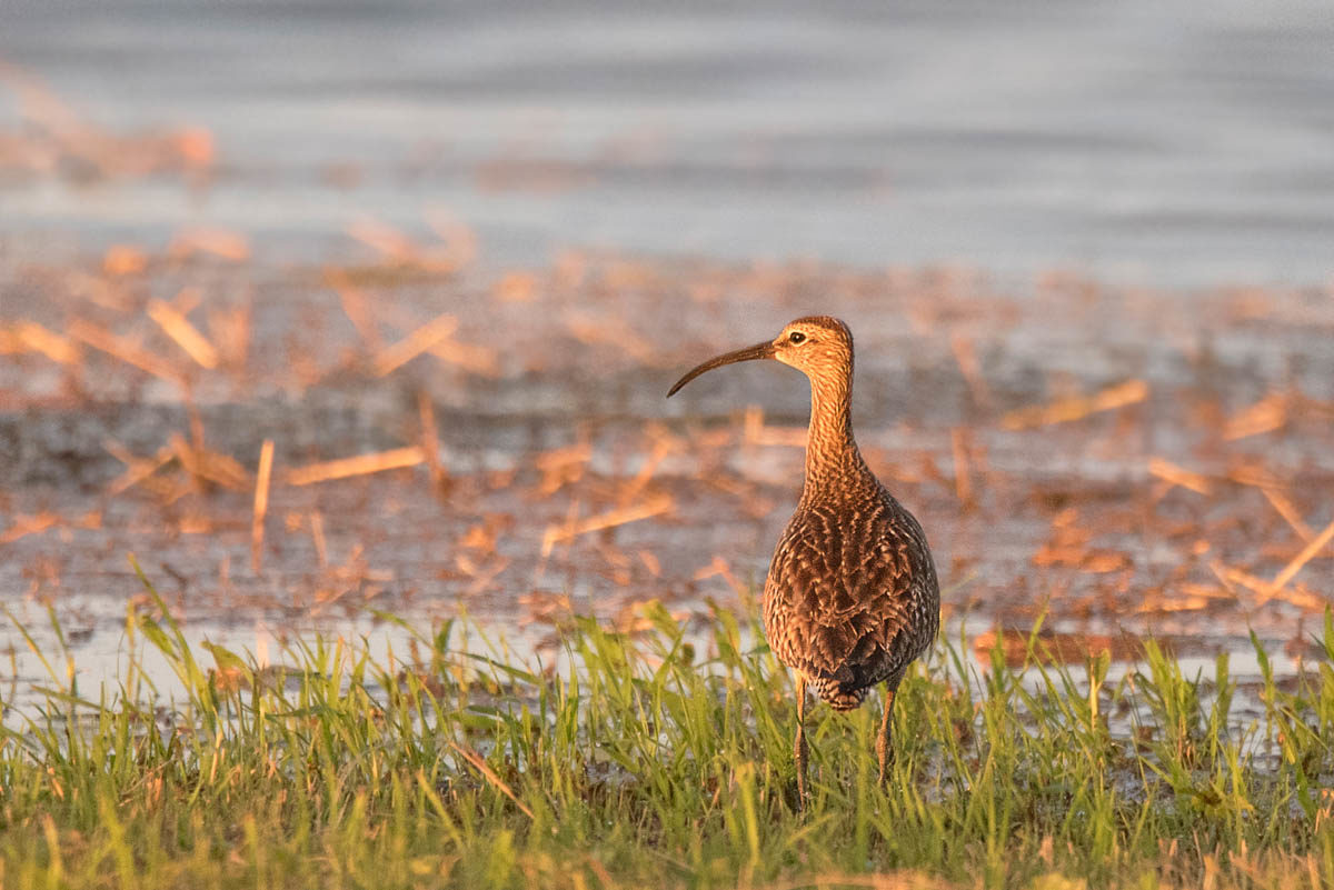 Kulik mniejszy (Numenius phaeopus)