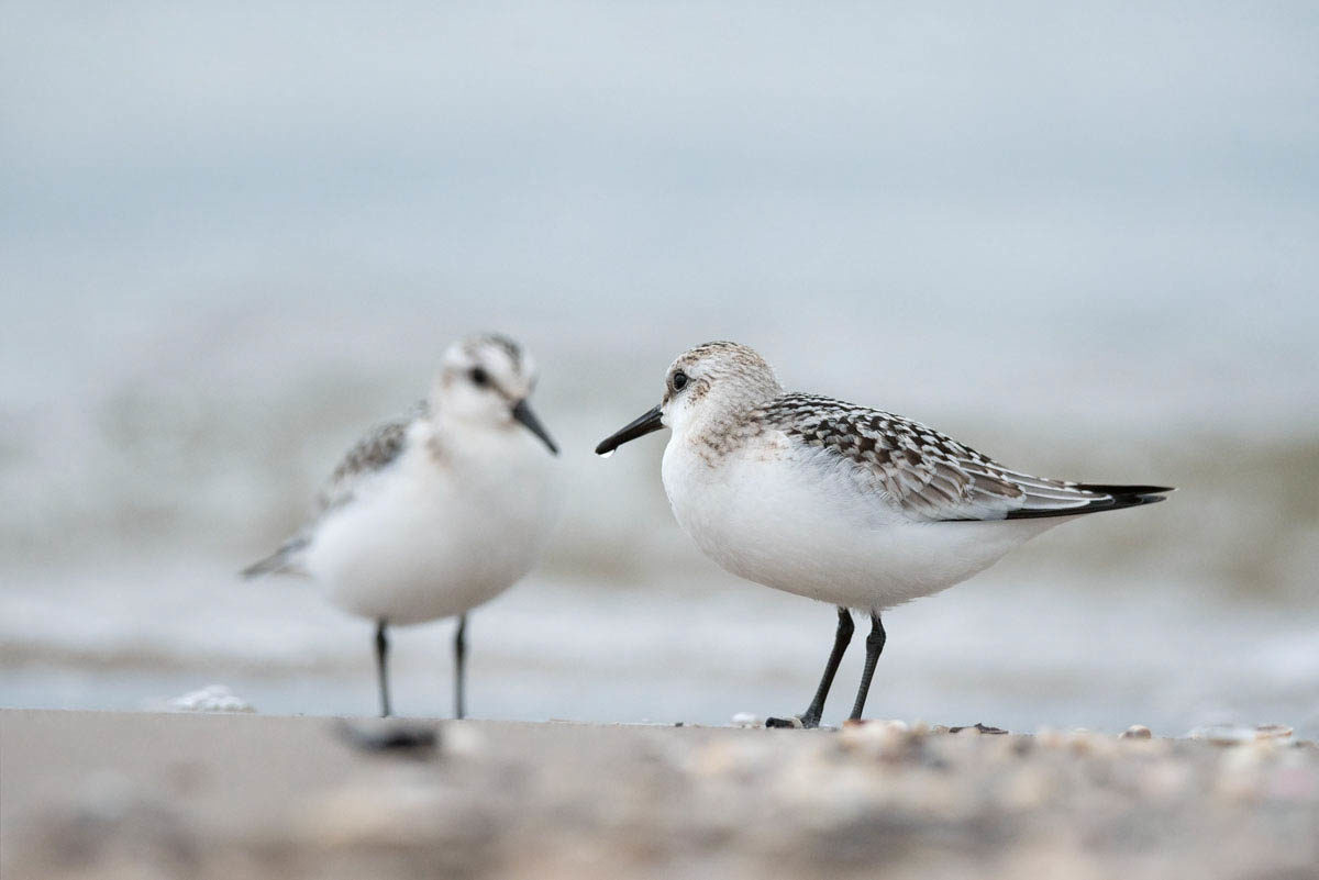 Piaskowiec (Calidris alba)