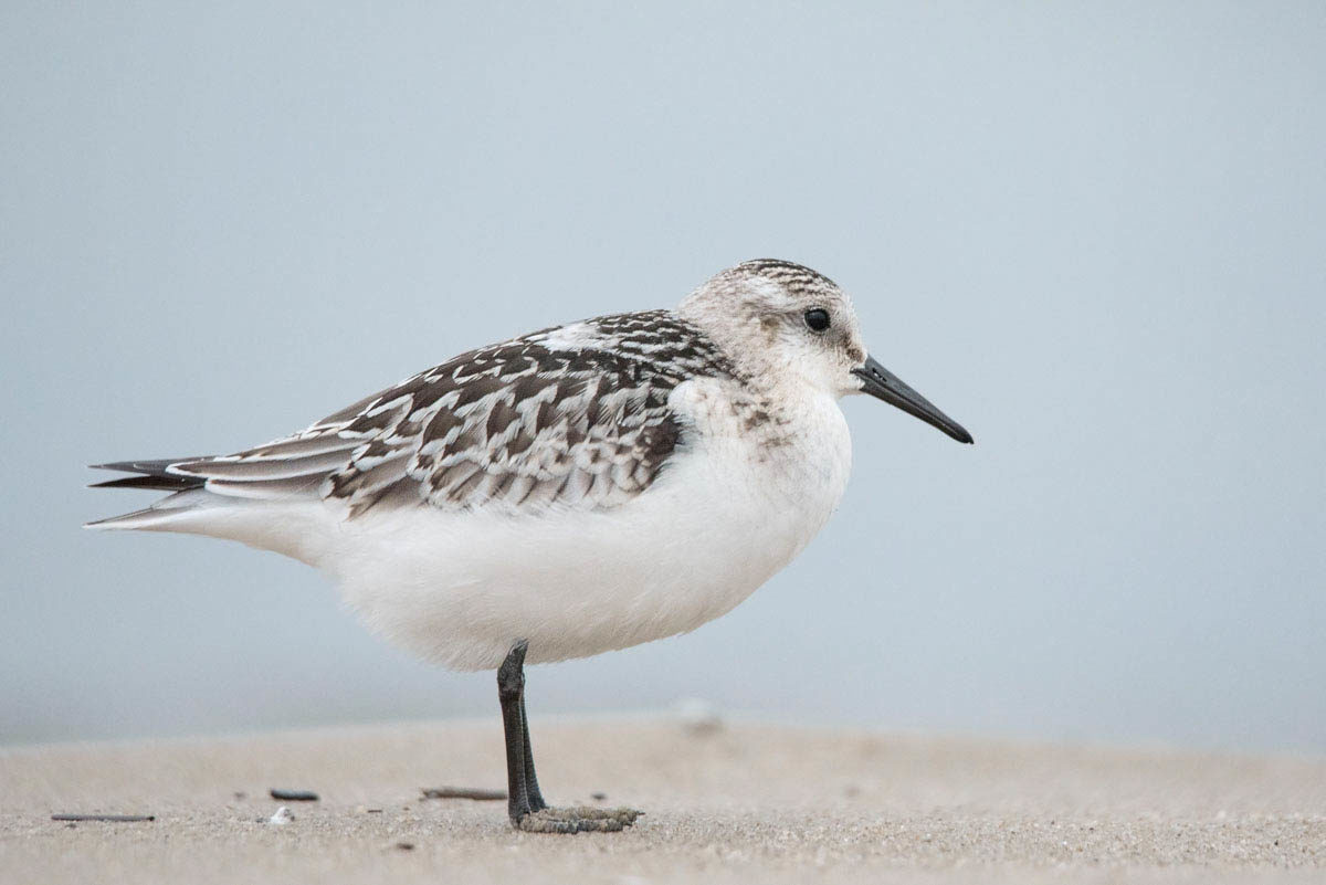 Piaskowiec (Calidris alba)