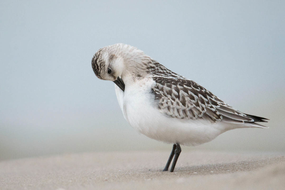 Piaskowiec (Calidris alba)