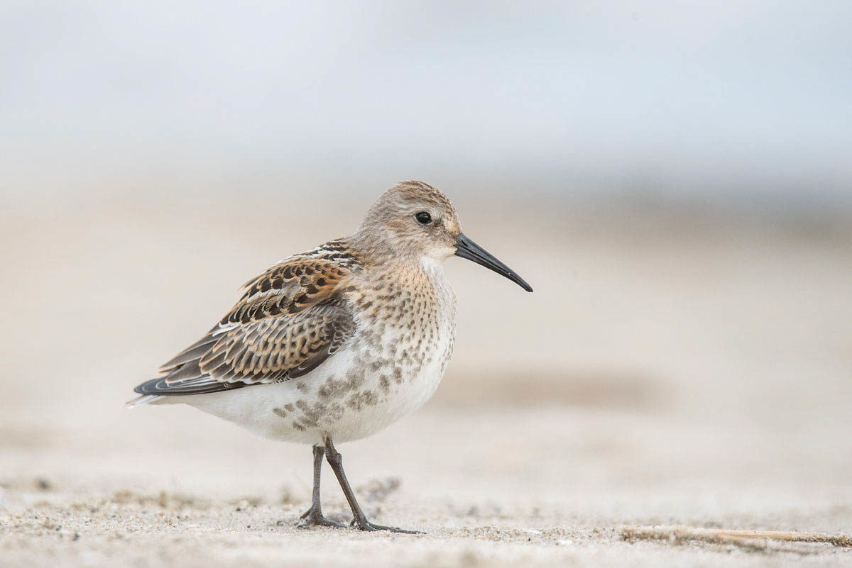 Biegus zmienny (Calidris alpina)