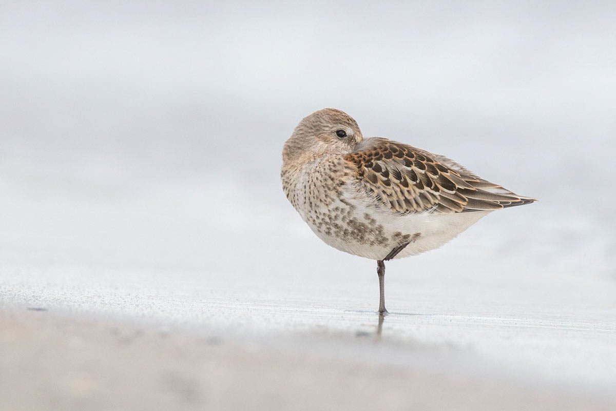 Biegus zmienny (Calidris alpina)