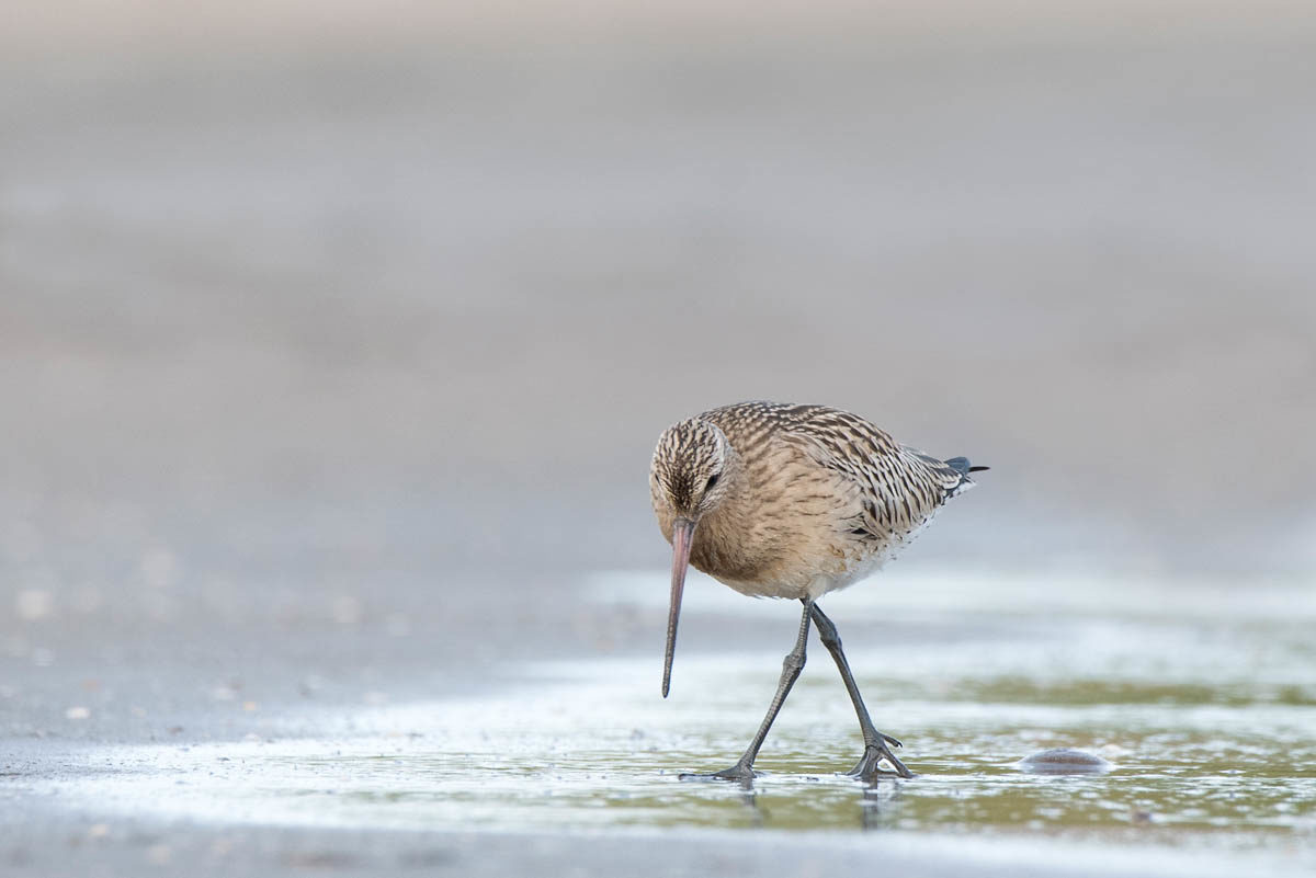 Szlamnik (Limosa lapponica)