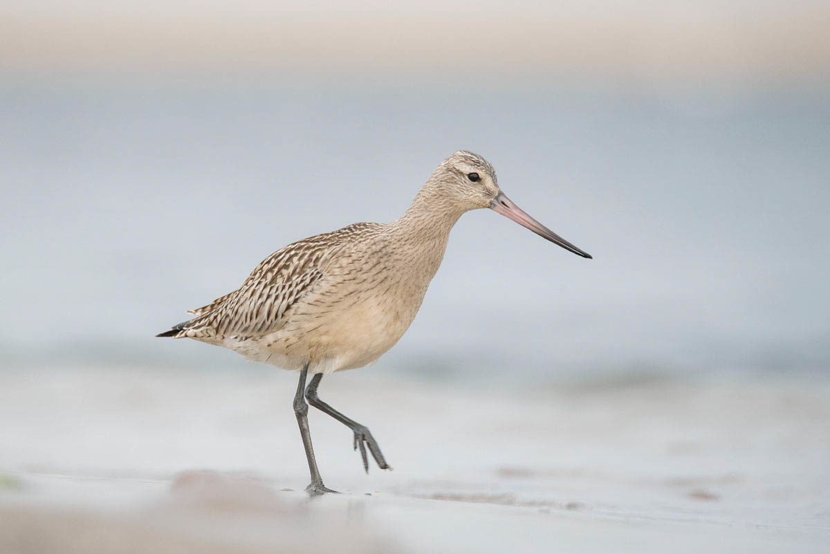 Szlamnik (Limosa lapponica)