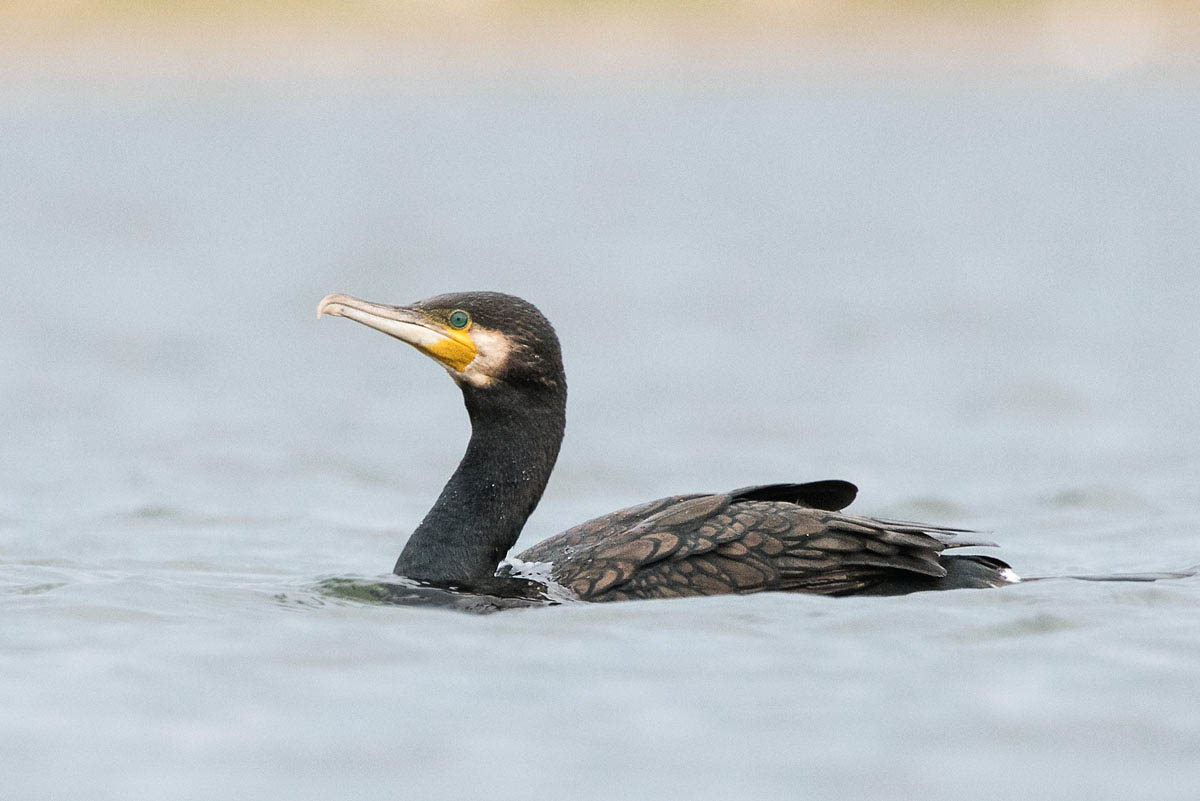 Kormoran (Phalacrocorax carbo)