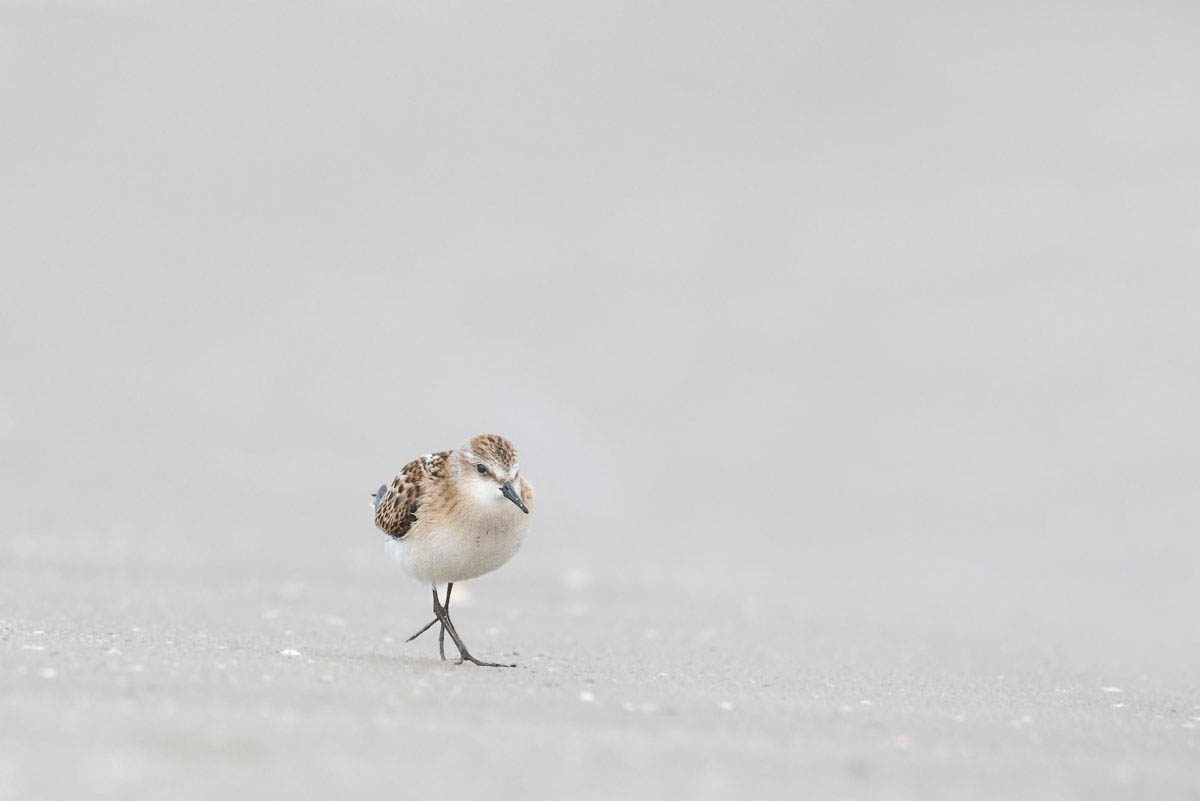 Biegus malutki (Calidris minuta)