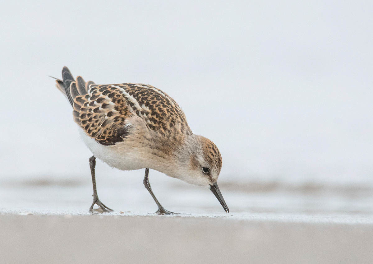 Biegus malutki (Calidris minuta)