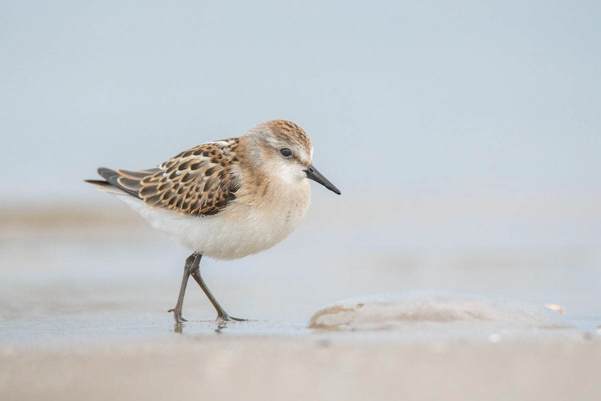 Biegus malutki (Calidris minuta)