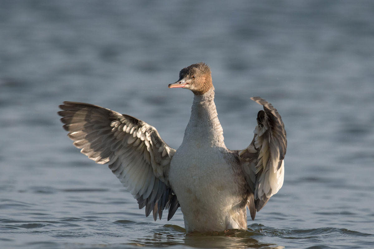 Nurogęś (Mergus merganser)