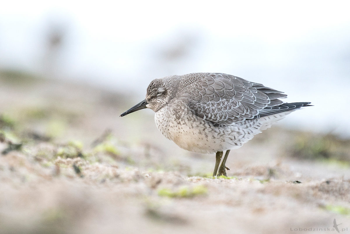 Biegus rdzawy (Calidris canutus)