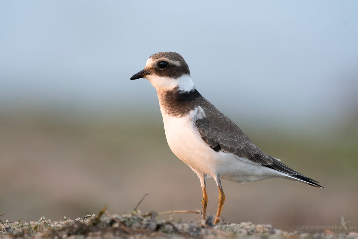 Sieweczka obrożna (Charadrius hiaticula)