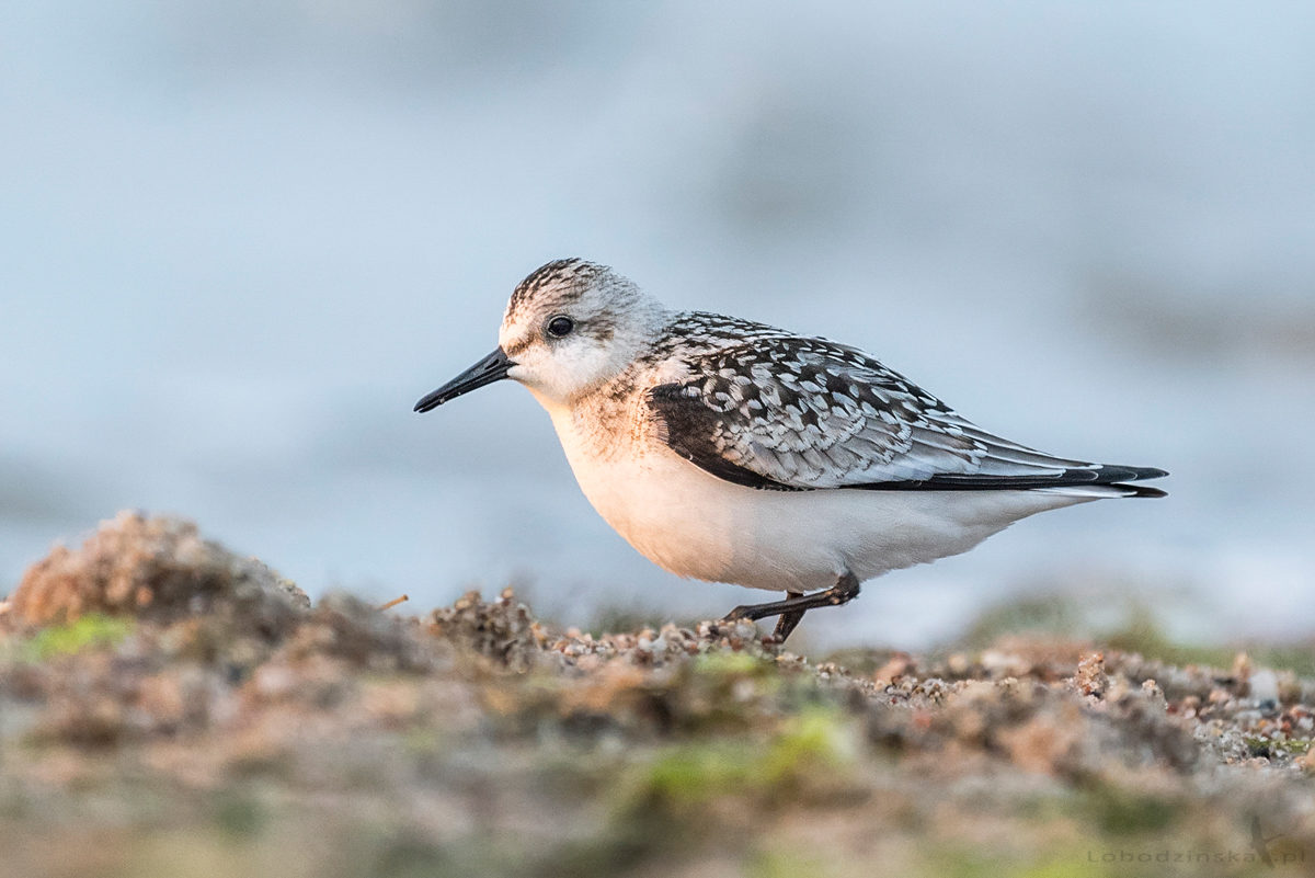 Piaskowiec (Calidris alba)