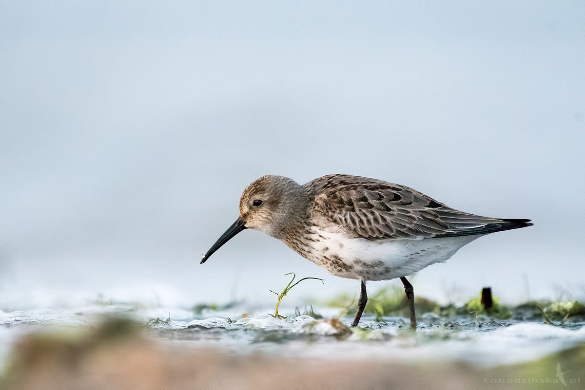 Biegus zmienny (Calidris alpina)