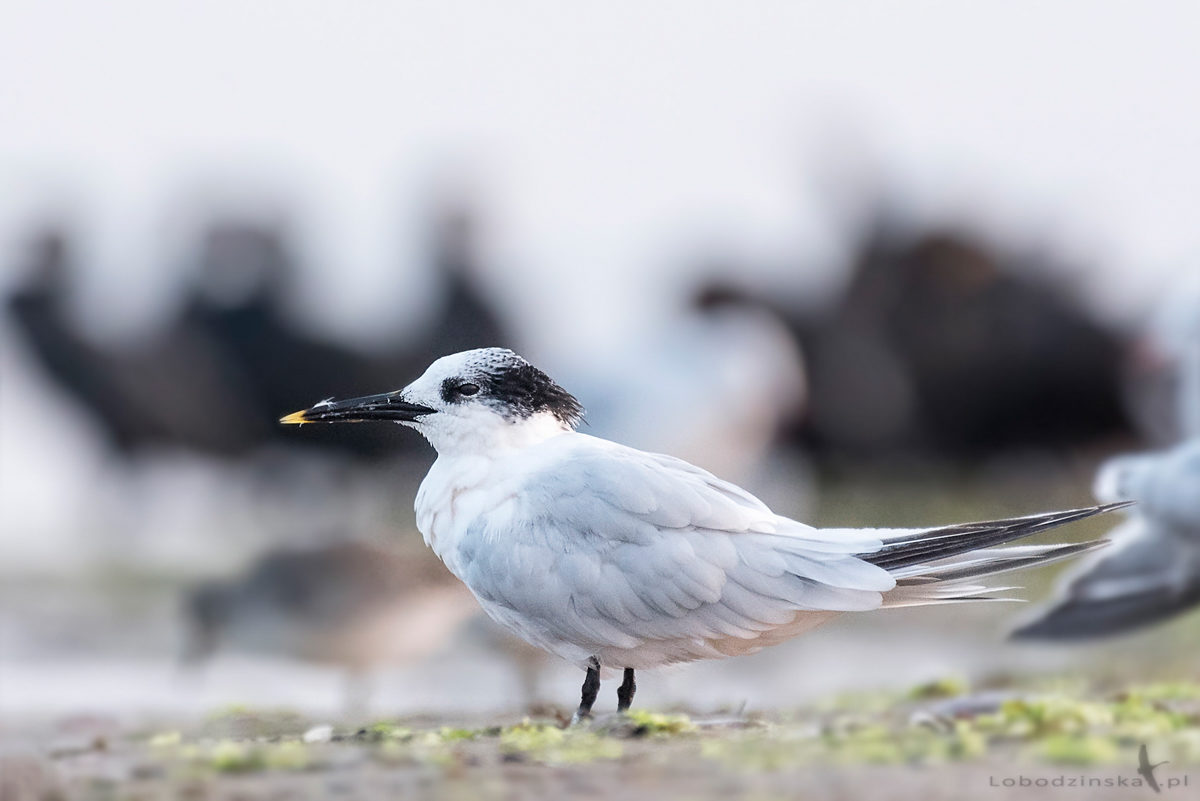 Rybitwa czubata (Sterna sandvicensis)