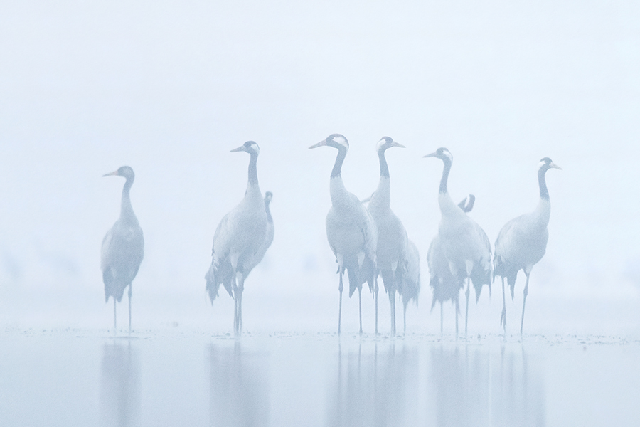 Żurawie (Grus grus)