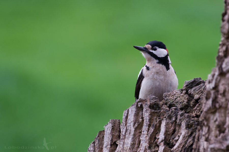 Dzięcioł duży (Dendrocopos major)