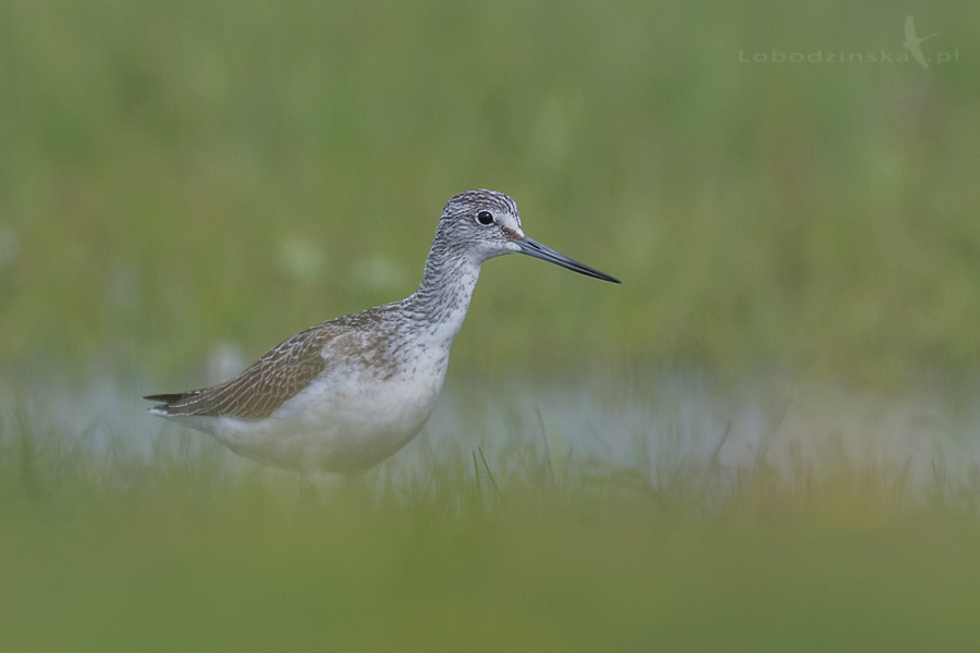 Kwokacz (Tringa nebularia)