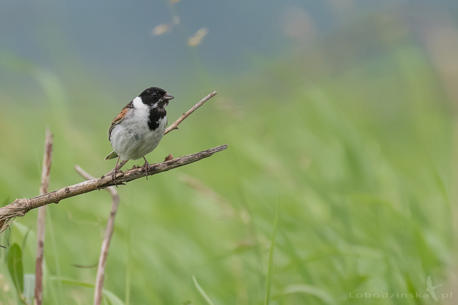 Potrzos (Emberiza schoeniclus)