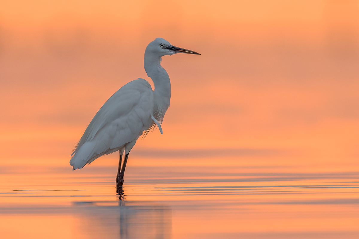 Czapla nadobna (Egretta garzetta)