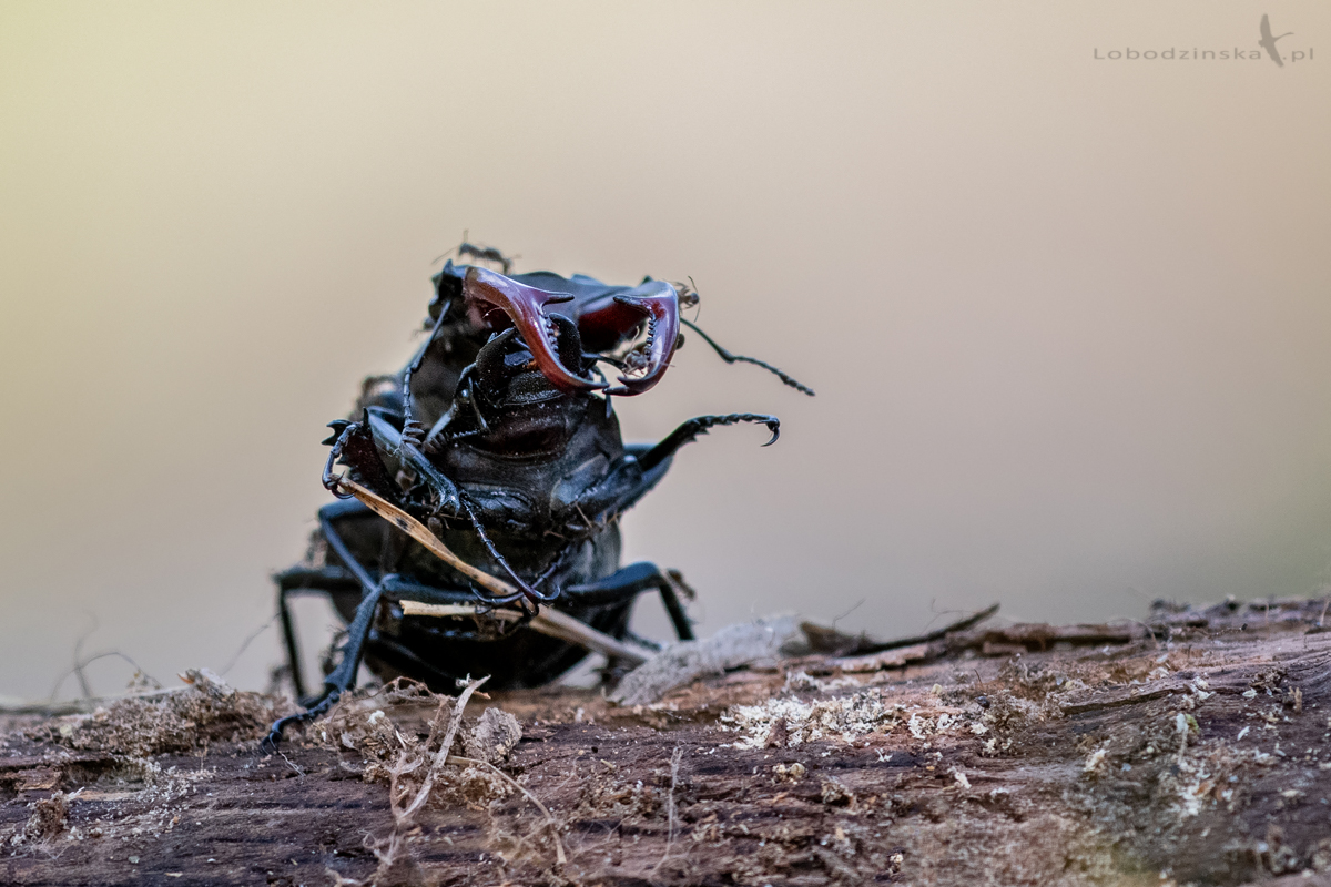 Jelonek rogacz - samiec i samica i mrówki (Lucanus cervus)