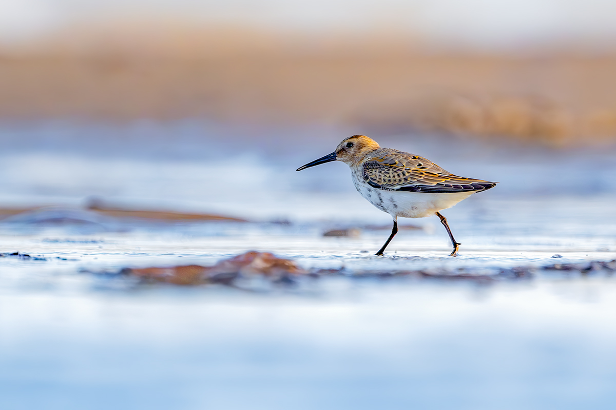 Biegus zmienny (Calidris alpina) Biegus zmienny (Calidris alpina)