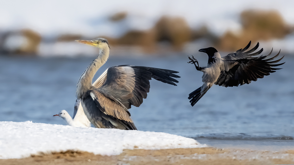 Wrona siwa (Corvus cornix) atakuje czaple siwą (Ardea cinerea)