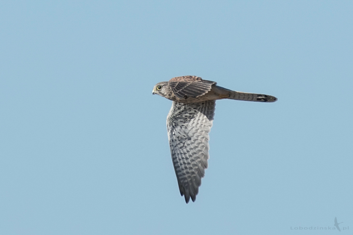 Pustułka (Falco tinnunculus)