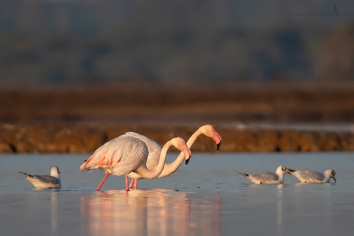 Flamingi różowe (Phoenicopterus roseus) - Hiszpania