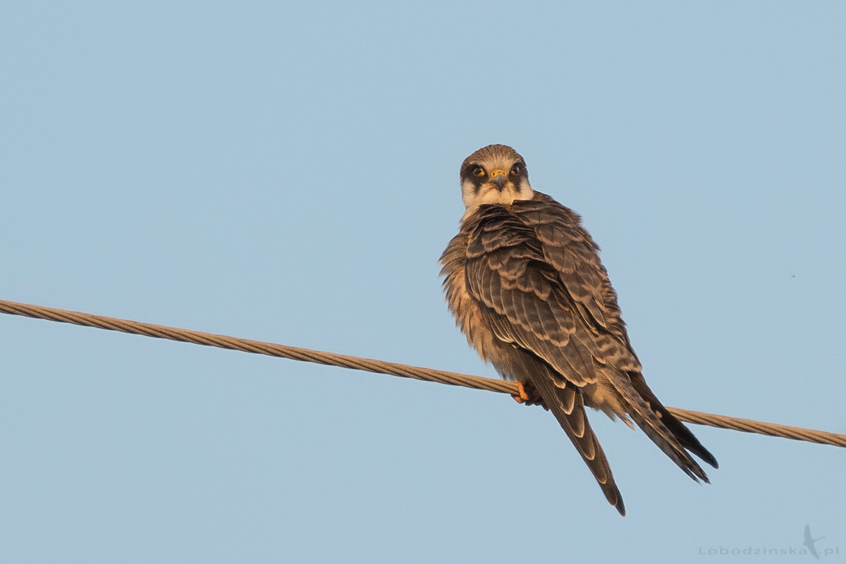 Kobczyk (Falco vespertinus)