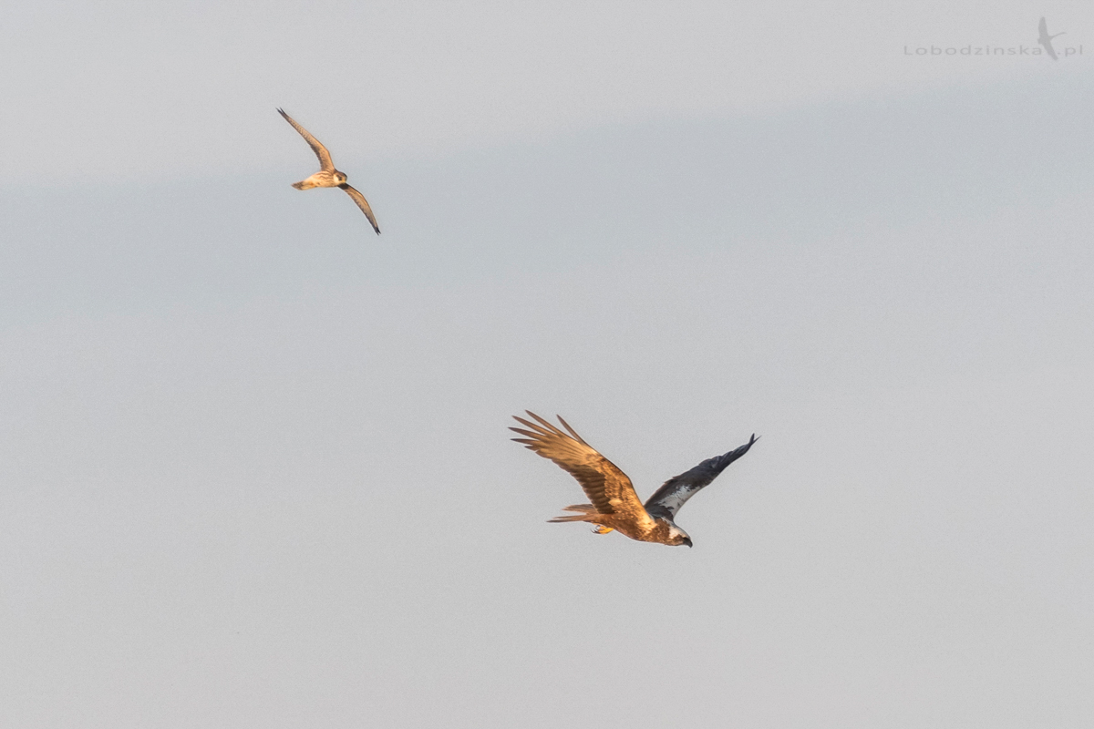 Kobczyk (Falco vespertinus) & Błotniak stawowy (Circus aeruginosus)